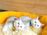 A Kalite Silver Shaded British Shorthair Bebeklerim