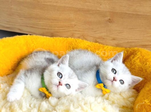 A Kalite Silver Shaded British Shorthair Bebeklerim görsel