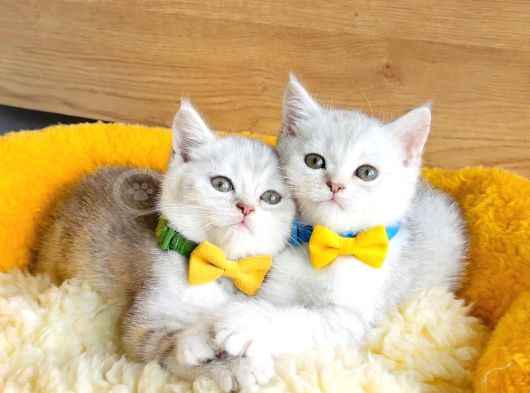 A Kalite Silver Shaded British Shorthair Bebeklerim görsel