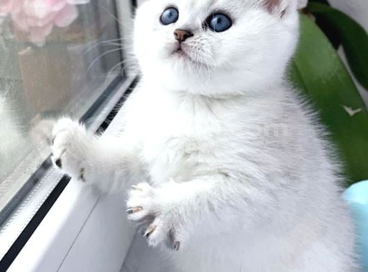 Camdaki Zerafetiyle Silver British Shorthair görsel