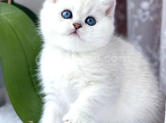 Camdaki Zerafetiyle Silver British Shorthair