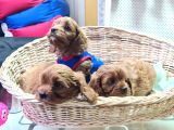 Gerçek Orji̇nal İstanbul Da Tek Cavapoo Yavrular
