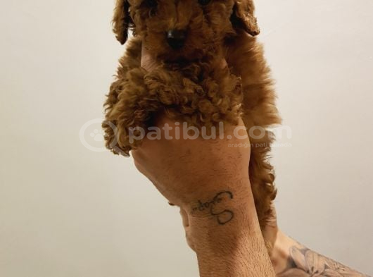 İnanilmaz A Kali̇te Gerçek Toy Poodle Yavrular görsel