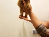 İnanilmaz A Kali̇te Gerçek Toy Poodle Yavrular