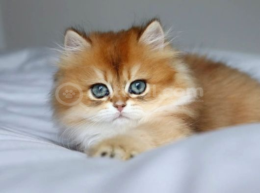 Golden Yeleli Longhair British görsel