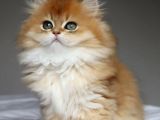 Golden Yeleli Longhair British