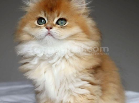 Golden Yeleli Longhair British görsel