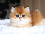 Golden Yeleli Longhair British