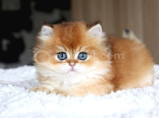Golden Yeleli Longhair British görsel