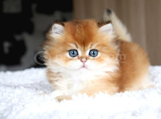 Golden Yeleli Longhair British görsel