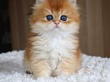 Golden Yeleli Longhair British
