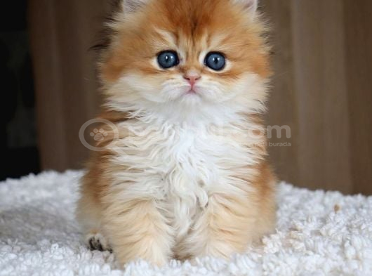 Golden Yeleli Longhair British