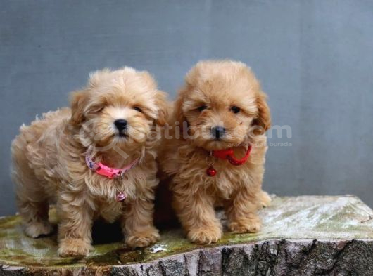 Süper Fi̇yatlara Gerçek Orji̇nal Malti̇poo Yavrular görsel