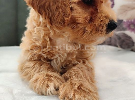 Süper Fi̇yatlara Gerçek Orji̇nal Malti̇poo Yavrular görsel