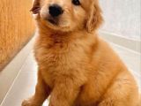 Golden Retri̇ever Küt Burunlu Yavrular