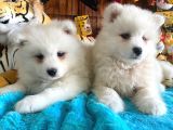 A Kan Samoyed Yavruları
