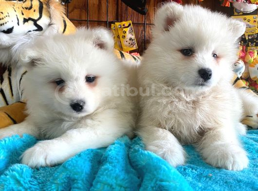 A Kan Samoyed Yavruları görsel