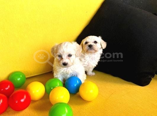 Topaç Gibi Maltipoo Bebeklerimiz görsel