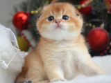 Kıvrık Kulak Golden Scottish Fold