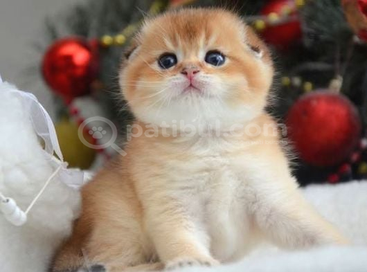 Kıvrık Kulak Golden Scottish Fold