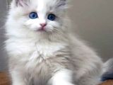 Safkan yavrumuz ragdoll