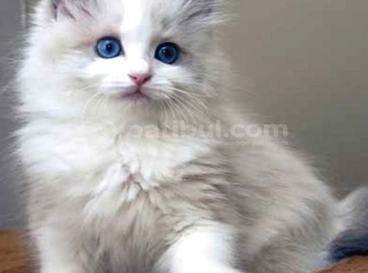Safkan yavrumuz ragdoll