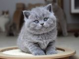 Kül Rengi Gri British Shorthair