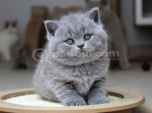 Kül Rengi Gri British Shorthair