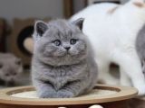 Kül Rengi Gri British Shorthair