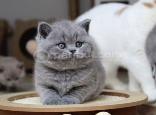 Kül Rengi Gri British Shorthair görsel