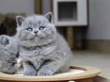 Kül Rengi Gri British Shorthair
