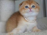 Kıvrık Kulak Golden Scottish Fold