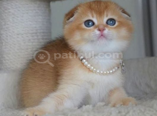 Kıvrık Kulak Golden Scottish Fold görsel
