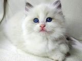Safkan Yavrumuz Ragdoll