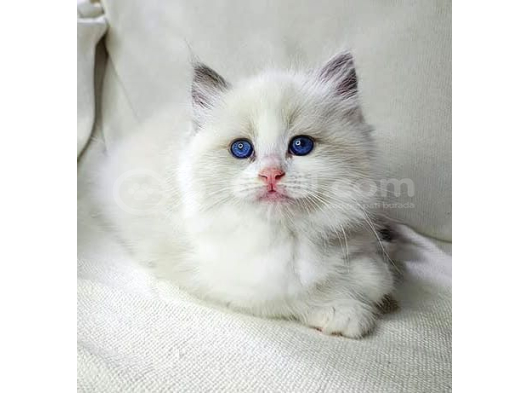 Safkan Yavrumuz Ragdoll görsel