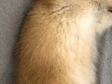 Britishshorthair Goldenny11 Dişi
