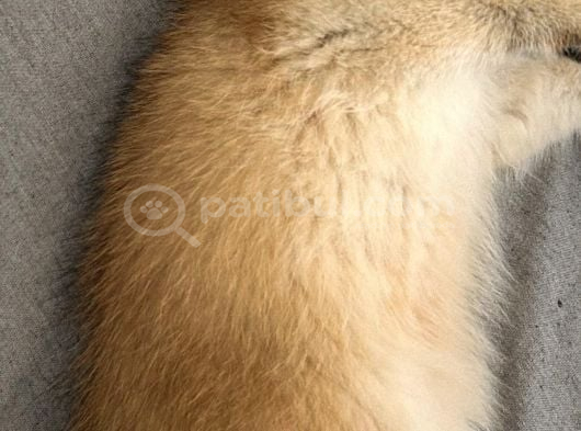 Britishshorthair Goldenny11 Dişi görsel