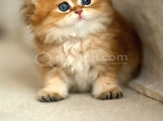 Eşi Bulunmayan Ny12 British Longhair görsel