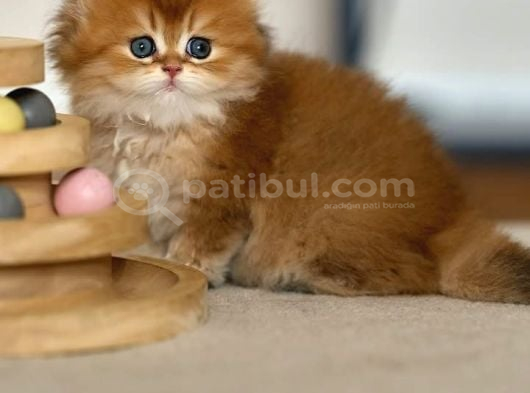Eşi Bulunmayan Ny12 British Longhair görsel