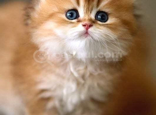 Eşi Bulunmayan NY12 British Longhair