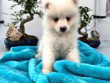 A kan samoyed yavruları