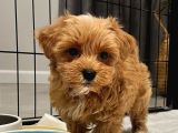 Poodle Kalitesinde Maltipo Yavrularım