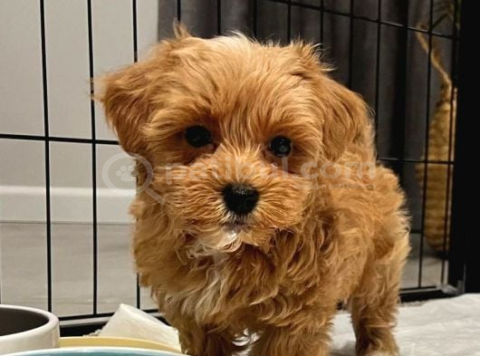 Poodle Kalitesinde Maltipo Yavrularım