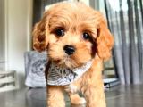 Poodle Kalitesinde Maltipo Yavrularım