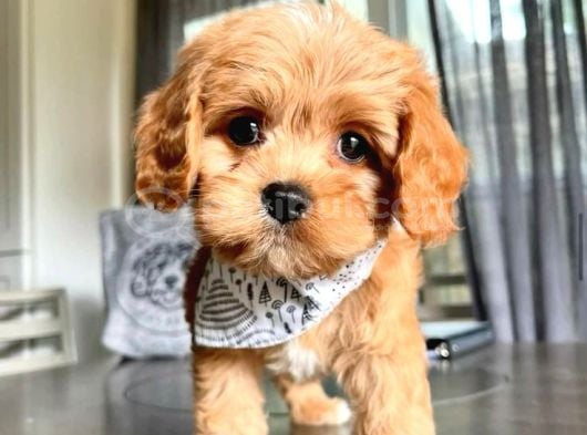 Poodle Kalitesinde Maltipo Yavrularım görsel