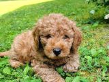 Poodle Kalitesinde Maltipo Yavrularım