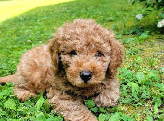 Poodle Kalitesinde Maltipo Yavrularım görsel
