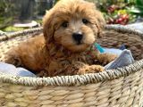 Poodle Kalitesinde Maltipo Yavrularım