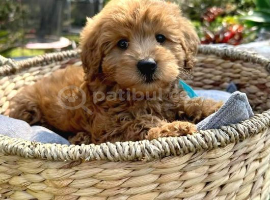 Poodle Kalitesinde Maltipo Yavrularım görsel
