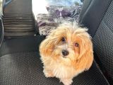Safkan Erkek  Maltipoo 5 Aylık